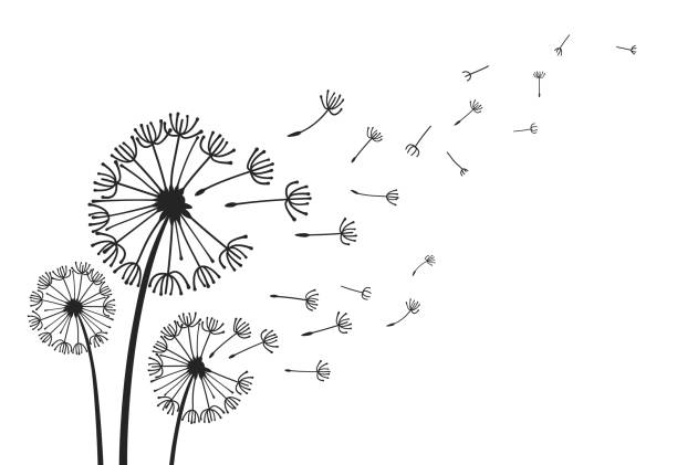 ilustrações de stock, clip art, desenhos animados e ícones de dandelions with flying seeds, fluffy dandelion flower silhouettes. spring season blooming blowball flowers doodles vector illustration - dandelion