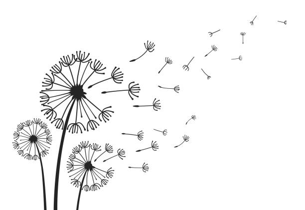 ilustrações de stock, clip art, desenhos animados e ícones de dandelions with flying seeds, fluffy dandelion flower silhouettes. spring season blooming blowball flowers doodles vector illustration - uncultivated environment growth vector backgrounds