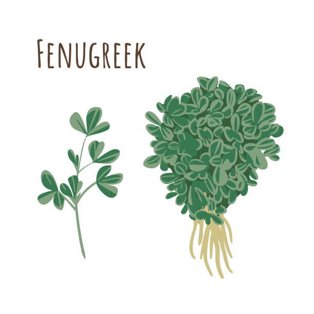 Fenugreek bunch and separate twigs collection spicy of herbs. Flat style. Vector illustration Fenugreek bunch and separate twigs collection spicy of herbs. Flat style. Vector illustration scallion stock illustrations