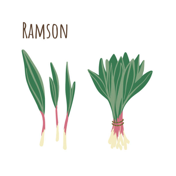 60+ Wild Leeks Stock Illustrations, Royalty-Free Vector Graphics