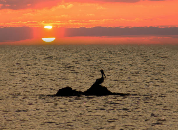 istock Sunset with a pelican on a rock 1383462411