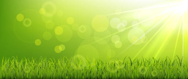 아침 봄 배너, 녹색 잔디 초원 - environmental conservation herb meadow sky stock illustrations