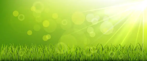 Vector illustration of Morning spring banner, green grassy meadow