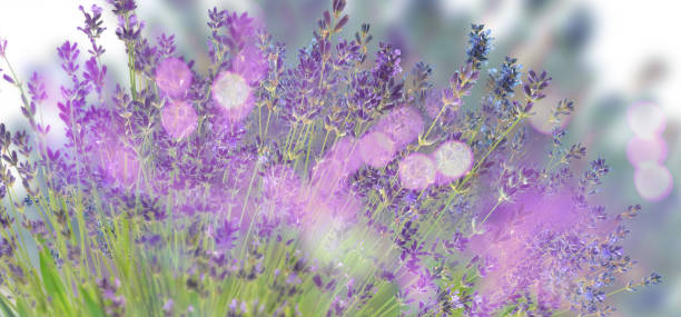 istock Beautiful lavender flowers outdoors, bokeh effect. Banner design 1383470250