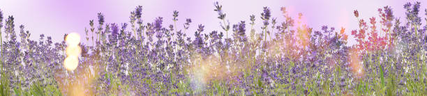 istock Beautiful sunlit lavender flowers outdoors. Banner design 1383470265