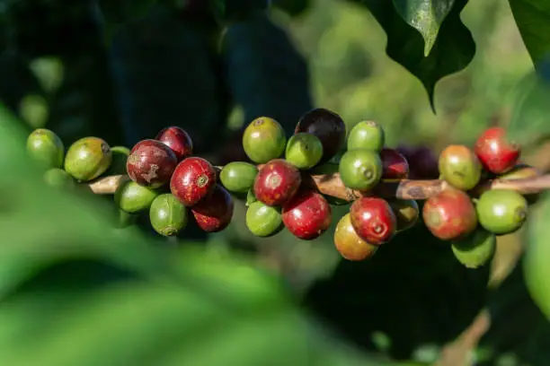 Coffee beans on the branch in coffee plantation farm. Arabica coffee. Coffee beans ready to pick. Fresh roasted coffee beans. Coffee plants to mature. Branch of a coffee tree with ripe fruits