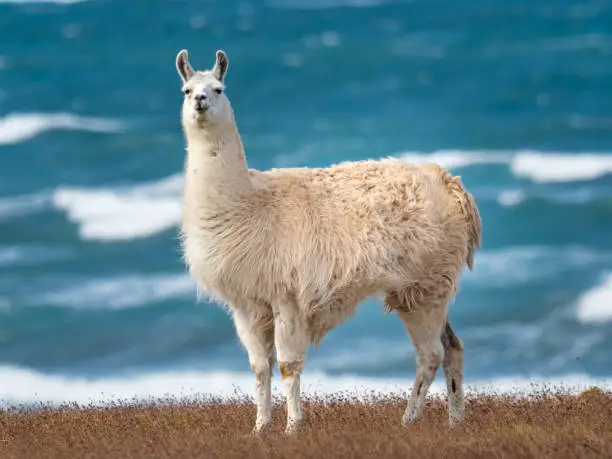 Photo of Semi-wild white llamas on the windy shores of Tierra del Fuego in southern tip of south America