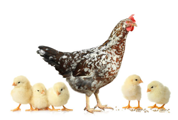 istock Hen with cute chickens on white background 1383471524