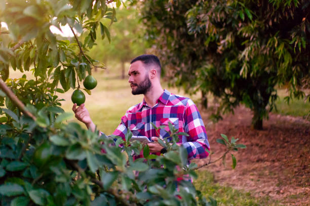 istock Man in a plantation. Researcher. 1383472432