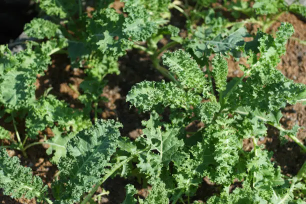 Photo of Kale leaf salad vegetable on ground background.