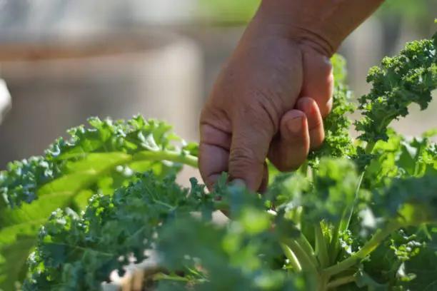 Photo of Vegetables farmer hiding  Kale at organic farm.