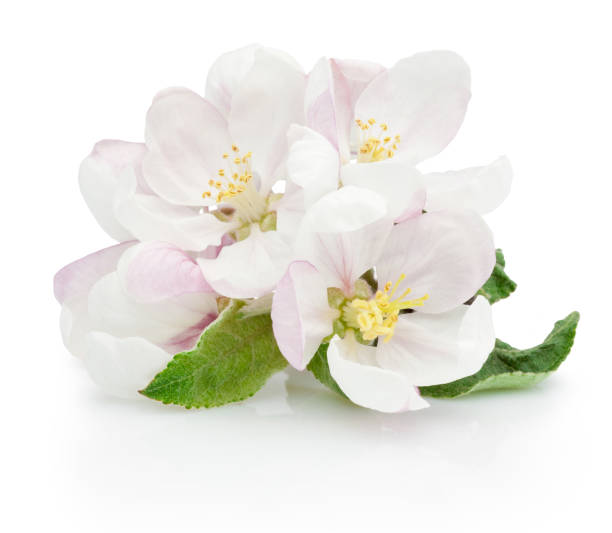 flores da primavera de árvores frutíferas de maçã isoladas em fundo branco - apple flowers - fotografias e filmes do acervo