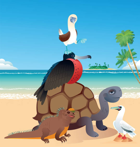 Galapagos Islands And Animals Stock Illustration - Download Image Now -  Animal, Animals In The Wild, Beach - iStock