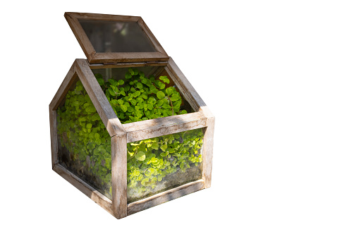 Small glass house of mint Leaves , plants and herbs cultivated for cooking
