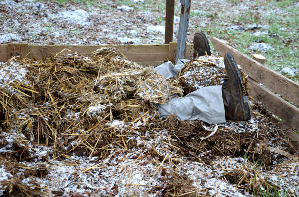 the man made a bed in a pile of manure. due to the biological decomposition of microorganisms horse manure generates biological heat. Survival in extreme conditions with situations. shoes and feet the man made a bed in a pile of manure. due to the biological decomposition of microorganisms horse manure generates biological heat. Survival in extreme conditions with situations. shoes and feet, bury, decay, covered, energy, green, deal, decomposition, poor, survivor, survive, process,
bury yourself bed of hay stock pictures, royalty-free photos & images