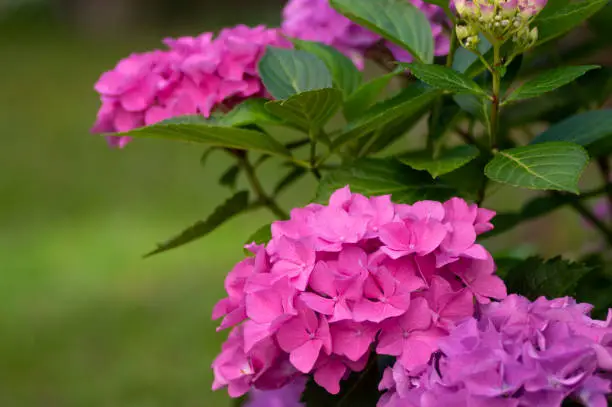 Photo of Hydrangea macrophylla bigleaf flowers in bloom, group of pink purple hortensia flowering plants