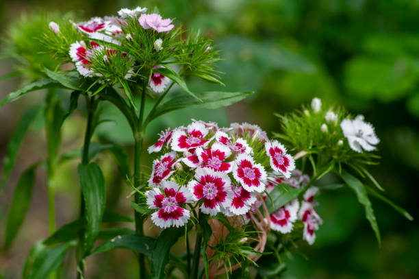 Dianthus barbatus beautiful ornamental flowering plants, group of bright pink purple white flowers in bloom Dianthus barbatus beautiful ornamental flowering plants, group of bright pink purple white flowers in bloom, green leaves dianthus barbatus stock pictures, royalty-free photos & images