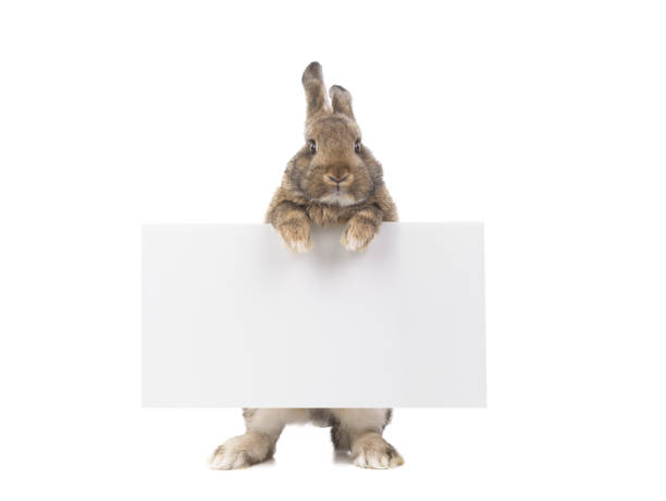istock rabbit peeking out of a blank banner, place for text. 1383478546