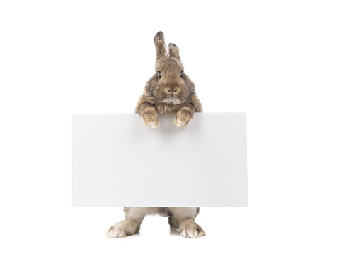 rabbit peeking out of a blank banner, place for text.