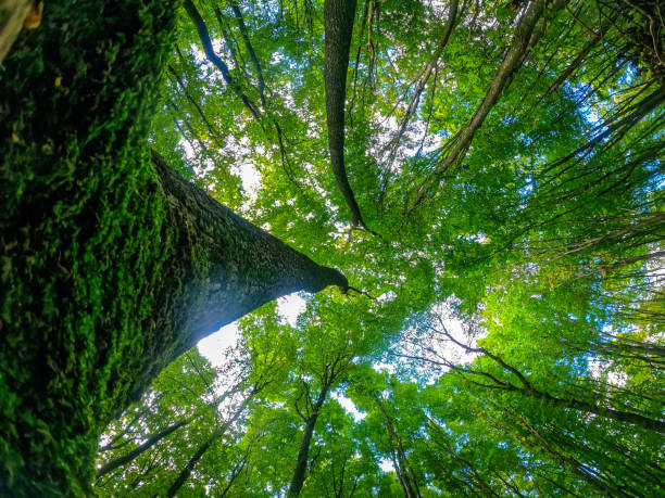 istock Bottom view of sunlight through the treetops. Rough tree trunk. Summer forest sunny landscape. 1383478736