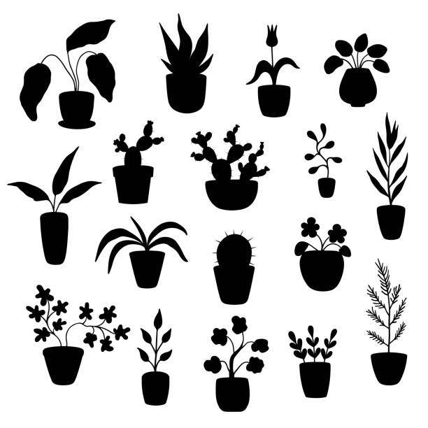 Set of silhouettes of potted plants Isolated elements on white background. EPS 10 chlorophytum comosum stock illustrations