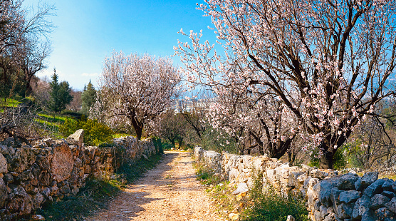 Spring garden with blooming almond trees on sides of road in hills against the blue sky in nature on bright sunny day.