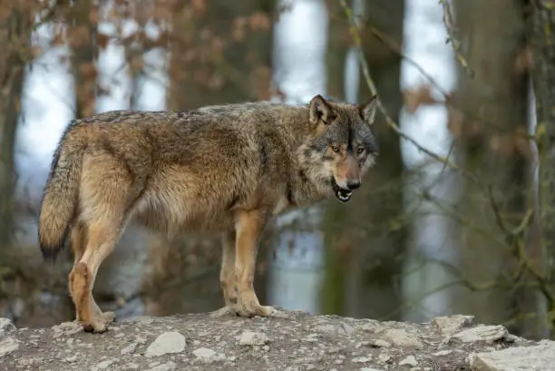 Beautiful canadian timberwolf standing on a rock in front of a forest.