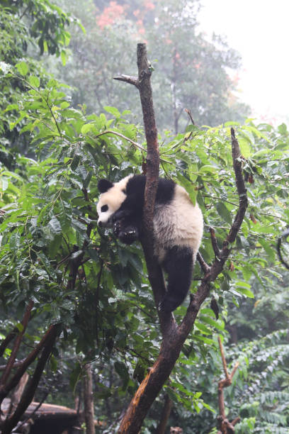 istock Giant pandas are gentle and lovely 1383484502