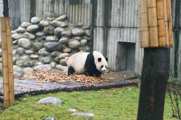 istock Giant pandas are gentle and lovely 1383484597