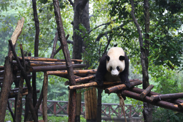 istock Giant pandas are gentle and lovely 1383485176