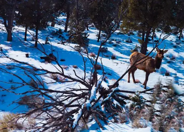 Real life capture of an Elk in the Grand Canyon forest