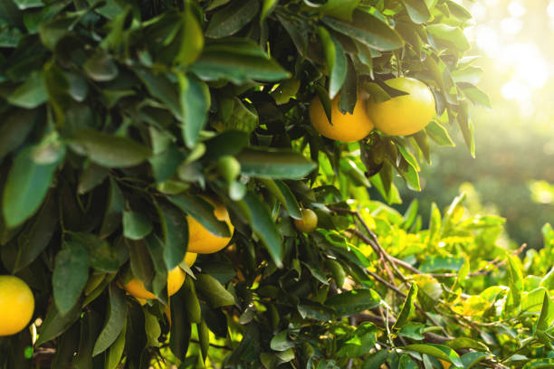 istock Ripe grapefruits on the small evergreen tree 1383485880