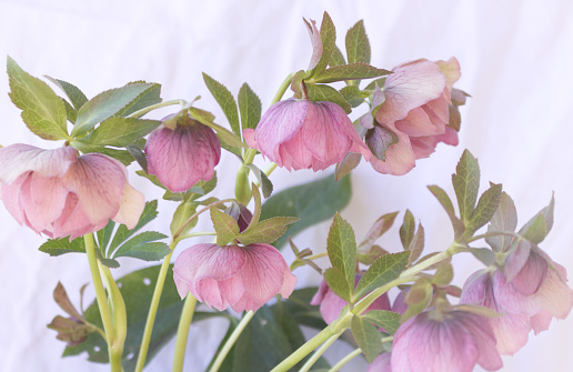 Helleborus in an organic garden. Despite names such as winter rose,Christmas rose, and Lenten rose, hellebores are not closely related to the rose family Rosaceae. Many hellebore species are poisonous. Flowers concept.