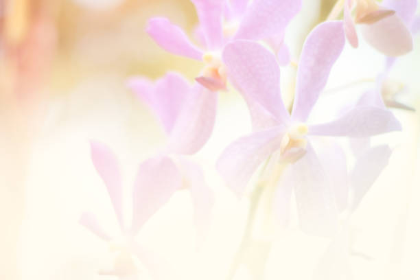 istock beautiful orchid flower background 1383487192