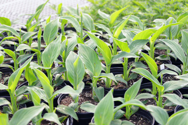 zusammenfassung von canna-topflilien, die in einem gewächshaus wachsen - gärtnerei stock-fotos und bilder