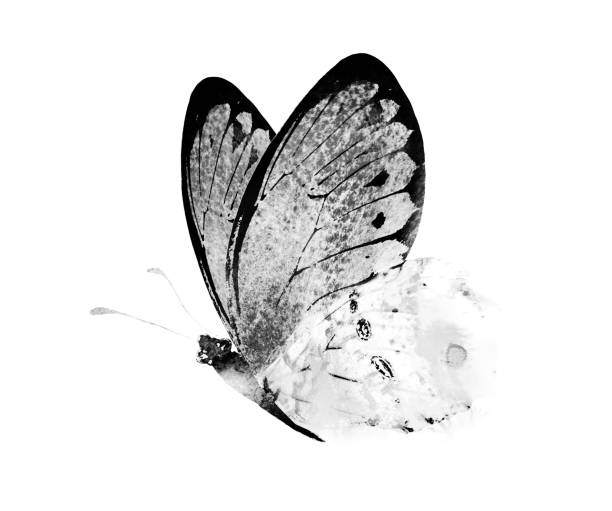 istock Black and white watercolor butterfly , isolated on the white background 1383490665