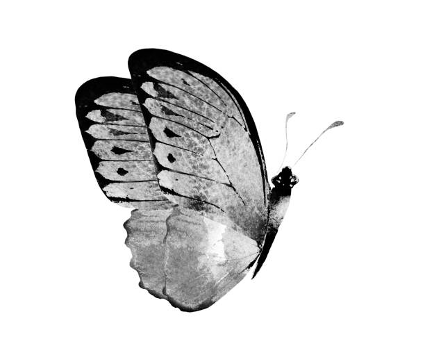 istock Black and white watercolor butterfly , isolated on the white background 1383490667