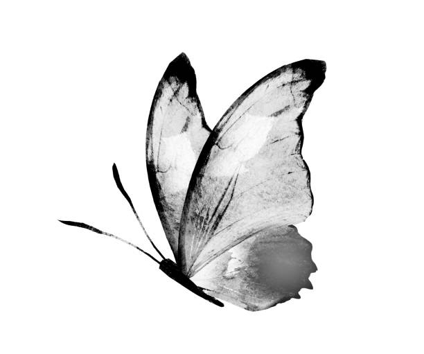 istock Black and white watercolor butterfly , isolated on the white background 1383490669