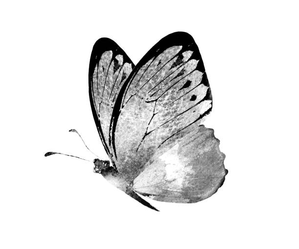 istock Black and white watercolor butterfly , isolated on the white background 1383490670