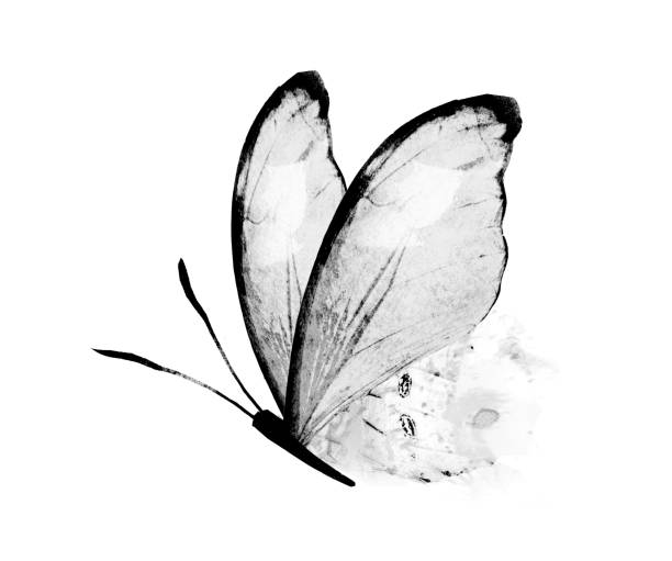 istock Black and white watercolor butterfly , isolated on the white background 1383490673