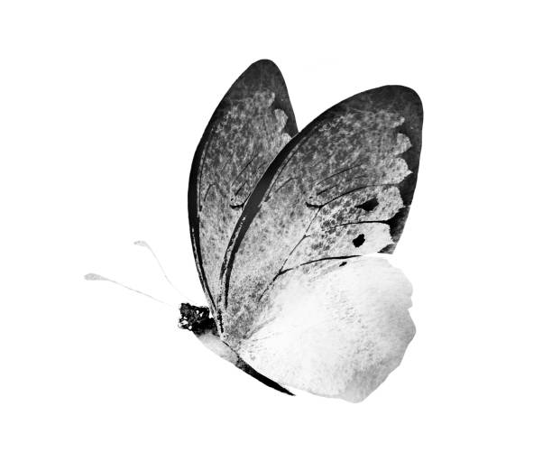istock Black and white watercolor butterfly , isolated on the white background 1383490678