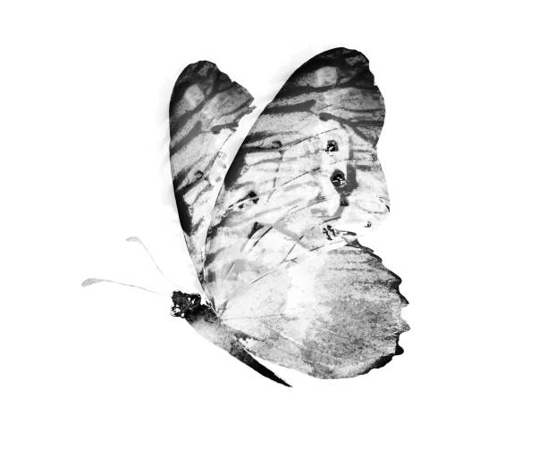istock Black and white watercolor butterfly , isolated on the white background 1383490680
