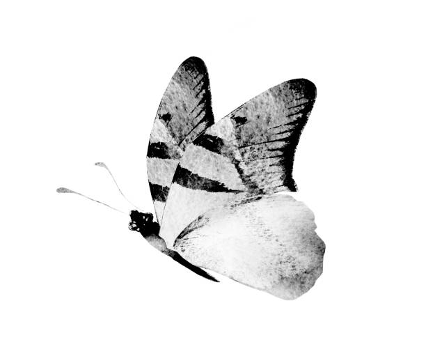 istock Black and white watercolor butterfly , isolated on the white background 1383490682