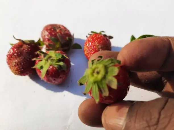 Photo of The garden strawberry are cultivated worldwide for their fruit.