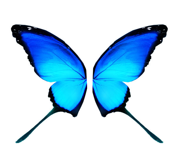 istock Color Morpho butterfly , isolated on the white background 1383493644