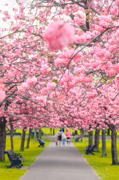 英国ロンドンの公園で美しい桜の木 - cherry tree tree autumn multi colored ストックフォトと画像