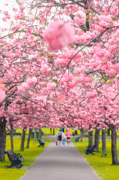 Beautiful Cherry blossom trees at park in London, UK Greenwich park is the best place and public park to see cherry blossom trees on April in London, England, United Kingdom kew gardens spring stock pictures, royalty-free photos & images