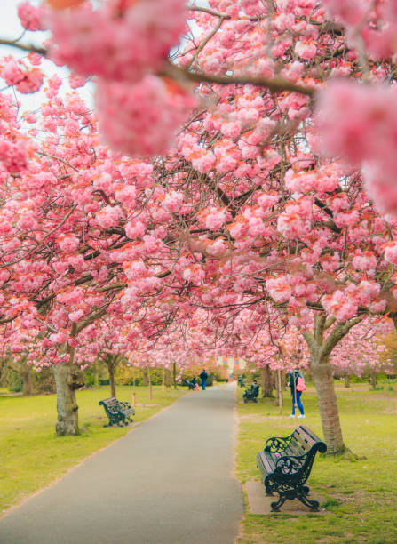 Beautiful Cherry blossom trees at park in London, UK Greenwich park is the best place and public park to see cherry blossom trees on April in London, England, United Kingdom kew gardens spring stock pictures, royalty-free photos & images