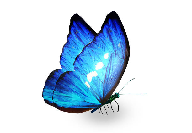 istock Color Morpho butterfly , isolated on the white background 1383494807