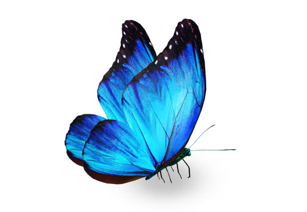 istock Color Morpho butterfly , isolated on the white background 1383494818